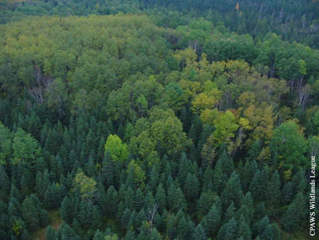 Georgian Bay Conservation Efforts